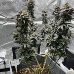lemon-cherry-gelato-fem-barneys-farm.jpg