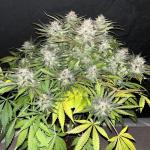 tropicana-cookies-auto-fem-fastbuds.jpg