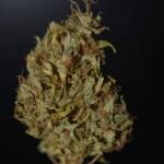 blueberry-cheese-auto-blue-cheese-auto-fem-barneys-farm.jpg