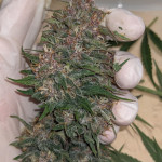 diablo-rojo-xl-auto-fem-sweet-seeds.jpg