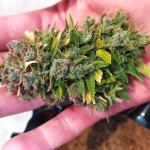 sweet-nurse-auto-cbd-fem-sweet-seeds.jpg