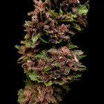 diablo-rojo-xl-auto-fem-sweet-seeds.jpg