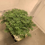 strawberry-og-cookies-r1-fem-ethos-genetics.jpg