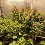 godzilla-cookies-auto-fem-herbies-seeds.jpg