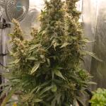 purple-punch-fem-barneys-farm.jpg