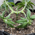 sweet-pure-cbd-fem-sweet-seeds.jpg