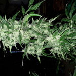 jack-47-auto-sweet-seeds.jpg