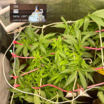 white-widow-auto-fem-Semyanich.jpg