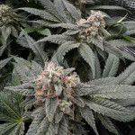 lemon-cherry-gelato-fem-barneys-farm.jpg