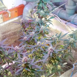 mikromachine-auto-fem-kannabia-seeds.jpg