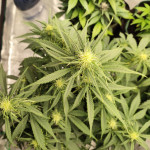 jealousy-z-xl-auto-fem-sweet-seeds.jpg