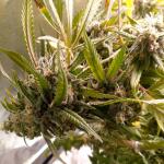 miracle-alien-cookies-mac-fem-7ch-american.jpg