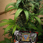 jet-fuel-mandarine-xl-auto-fem-sweet-seeds.jpg