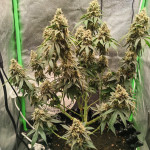 grandmommy-purple-fem-herbies-seeds.jpg