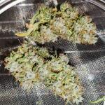 purple-punch-fem-barneys-farm.jpg