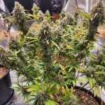fat-bastard-auto-fem-blimburn-seeds.jpg