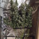 white-widow-fem-Semyanich.jpg