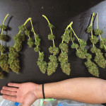 fruit-punch-auto-fem-heavyweight-seeds.jpg