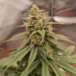 gorilla-cookies-ff-fem-fastbuds.jpg
