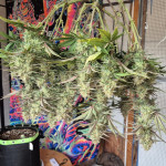 papaya-zoap-auto-fem-sweet-seeds.jpg