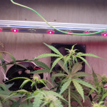 blue-mystic-automatic-fem-nirvana-seeds.jpg