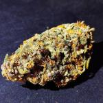tropicana-cookies-auto-fem-fastbuds.jpg