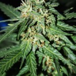Autoflowering_White_Russian_1.jpg