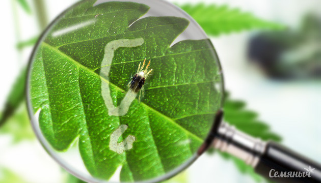 Обнаружение вредителей конопли