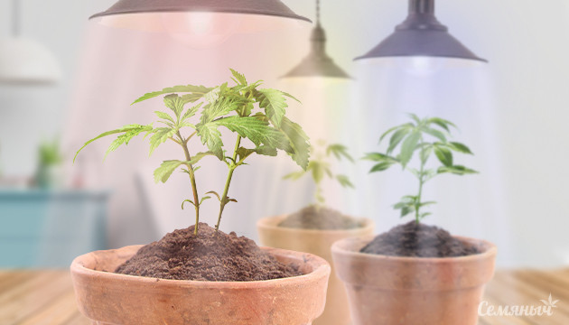 Свет для выращивания каннабиса