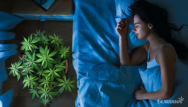 Куст конопли в ночное время в индоре