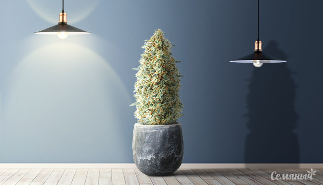 Световой режим для автоцветущих сортов