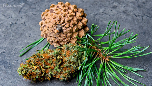 Сорта с хвойным ароматом