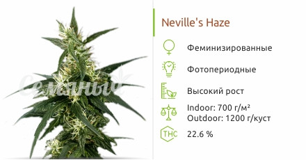 Neville's Haze от Green House Seeds