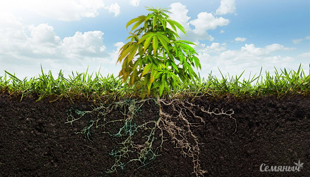 Болезни корней конопли