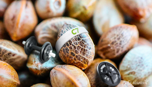 Здоровое семя конопли